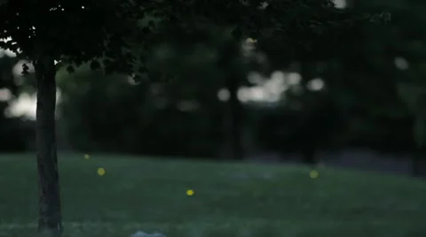 Fireflies in the Park 1 Stock Footage 20453806