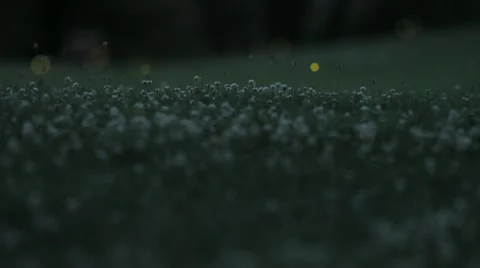 Fireflies in the Park 2 Stock Footage 20453837