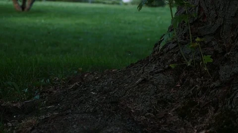 Fireflies on a summer evening Stock-Footage 77745179