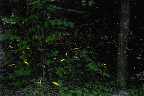 Fireflies in the woods, Emilia Romagna, Italy, Europe Stock Photos