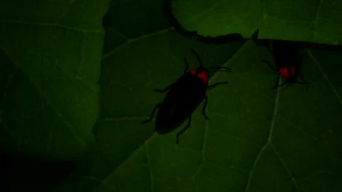 Firefly 1 Stock Footage 332548398