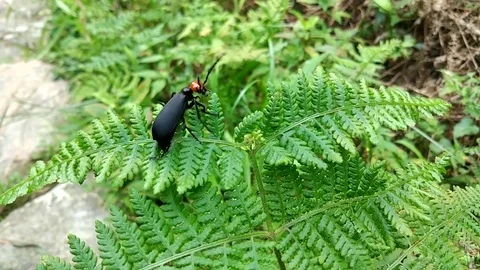 Firefly Beetle crawling along a plant in the Longji rice terraces in China Stock Footage 74638896
