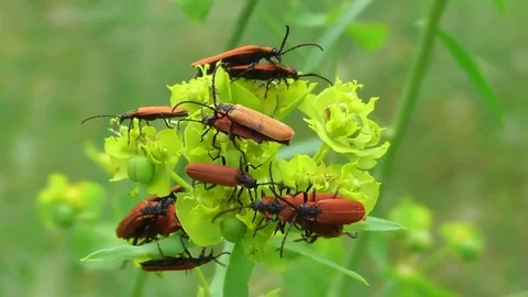 Firefly beetle Redwing red Lygistopterus sanguineus on a green flower close u Video stock 119059138