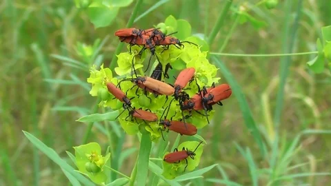 Firefly beetles Redwing red Lygistopterus sanguineus on flower Video stock 119059130
