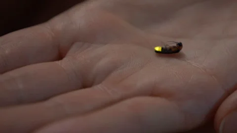 Firefly on a child's hand, 4k, close-up Video stock 91087241