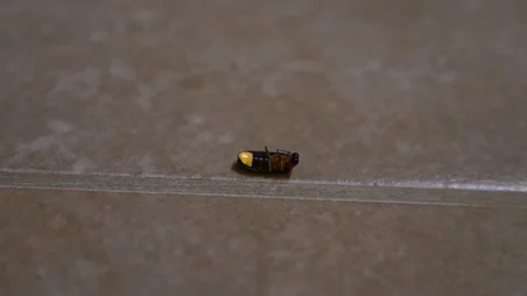 The firefly crawls along the tiled floor in the backyard, 4k, slow-motion, close Stock Footage 91086016