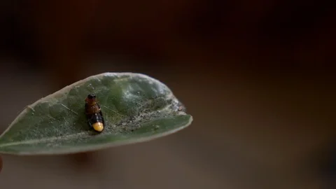 The firefly crawls on a ficus leaf, 4k, slow motion, closeup Stock Footage 91025693