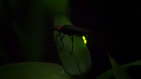 Firefly. Fireflies glowing on a leaf. Stock Footage 149466229
