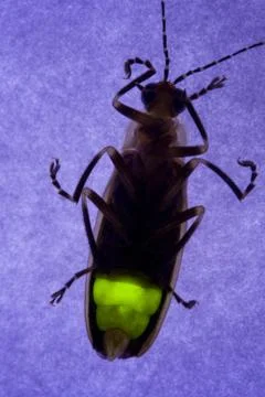 Firefly Flashing - Lightning Bug Stock Photos