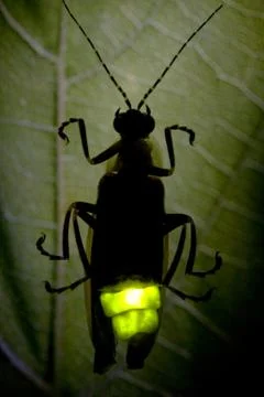 Firefly Flashing at Night - Lightning Bug Stock Photos