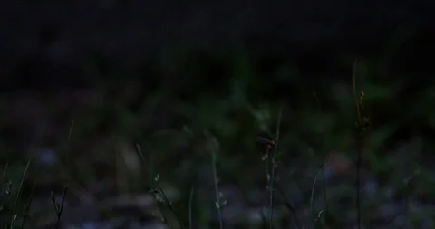 A firefly flies and sits on a blade of grass. Stock-Footage 91757982