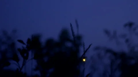 Firefly Floats Through a Meadow Slow Motion 4K Stock Footage 307222523