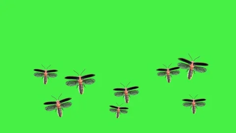 Firefly Flying In Bottom Green Screen | Stock Video | Pond5