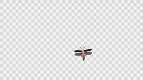 Firefly Flying Top View Transparant MOV Stock Footage 242274032