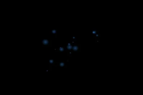 FireFly Stock Footage 229047