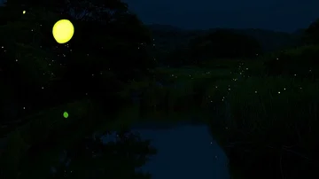 Firefly Stock Footage 85870296