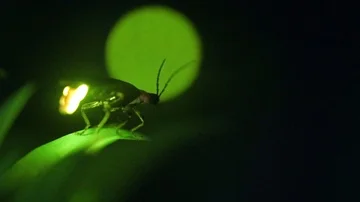 Firefly Stock Footage 85870363