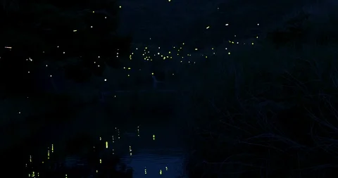 Firefly Stock Footage 101634817