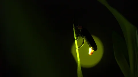 Firefly Stock-Footage 120333893