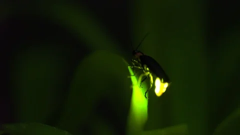 Firefly Stock-Footage 128413348