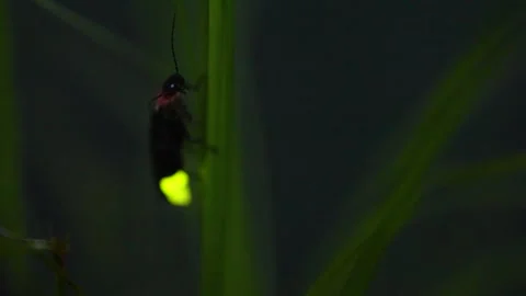 Firefly. Stock Footage 304645702