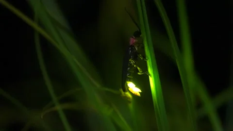 Firefly. Stock Footage 304645888