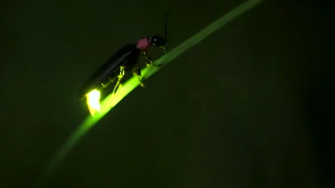 Firefly. Stock Footage 304646033