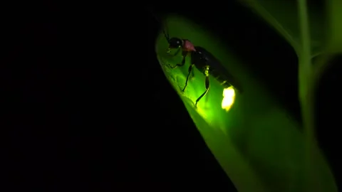 Firefly. Stock Footage 304646041
