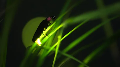 Firefly. 스톡 동영상 304646192