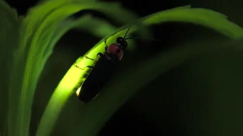 Firefly. Stock Footage 305136585
