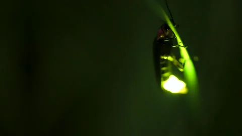 Firefly. Stock Footage 305142001