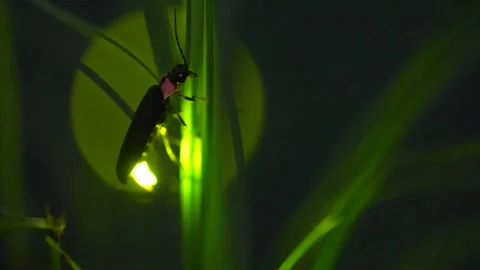 Firefly. Stock Footage 305142163