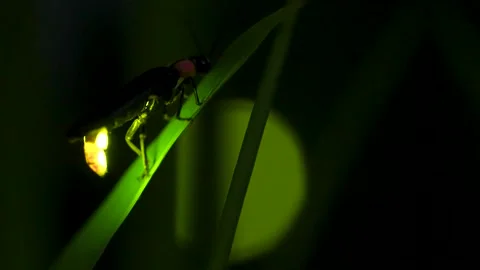Firefly. Stock Footage 305142569