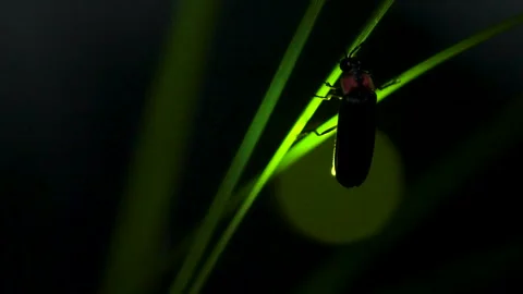 Firefly. Stock Footage 305142729