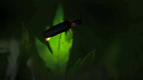 Firefly. Video stock 305142927