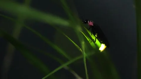 Firefly. Stock Footage 305311603