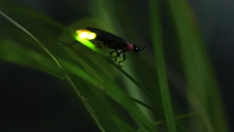 Firefly. Stock Footage 305311996