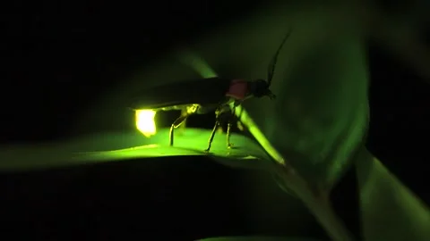 Firefly. Stock Footage 305312290