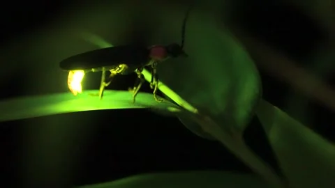 Firefly. Stock Footage 305312297