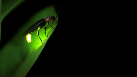 Firefly. Stock Footage 305312966