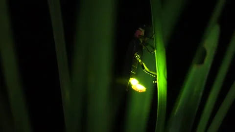 Firefly. Stock Footage 305426116