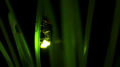 Firefly. Video stock 305426321