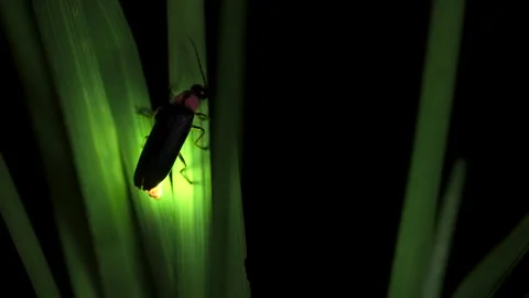 Firefly. Stock Footage 305426347