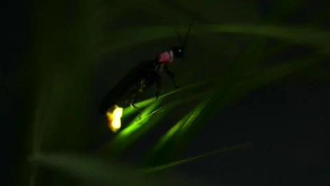 Firefly. Stock Footage 305522565