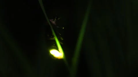 Firefly. Stock Footage 305522567