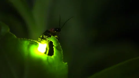 Firefly. Stock Footage 305522595