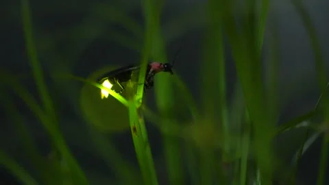 Firefly. Stock Footage 305522662