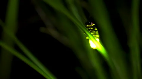 Firefly. Video stock 305522708