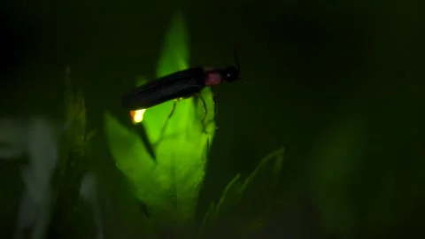 Firefly. Video stock 305522853