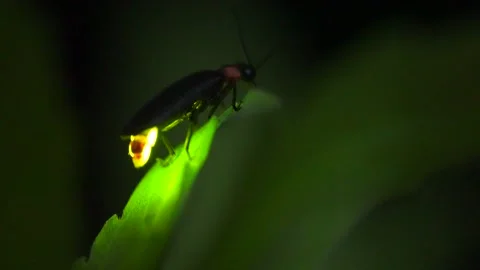 Firefly. Stock Footage 305522903